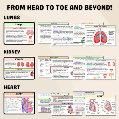 200+ Anatomy and Physiology Flashcards | Nursing Notes | Digital Download