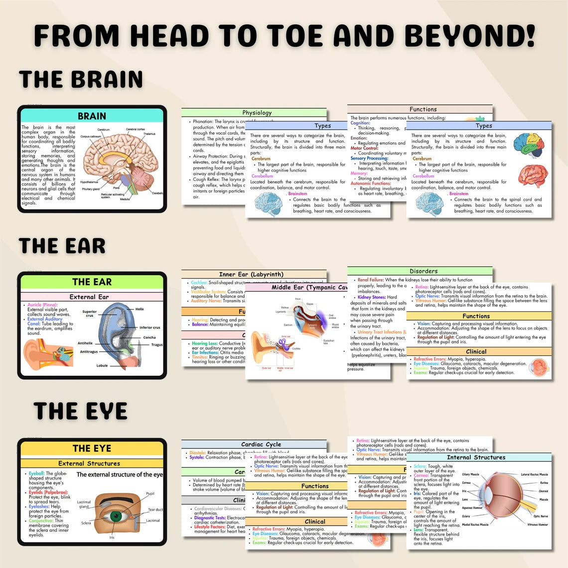 200+ Anatomy and Physiology Flashcards | Nursing Notes | Digital Download