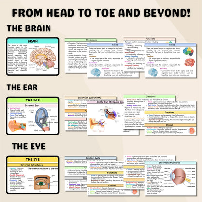 200+ Anatomy and Physiology Flashcards | Nursing Notes | Digital Download