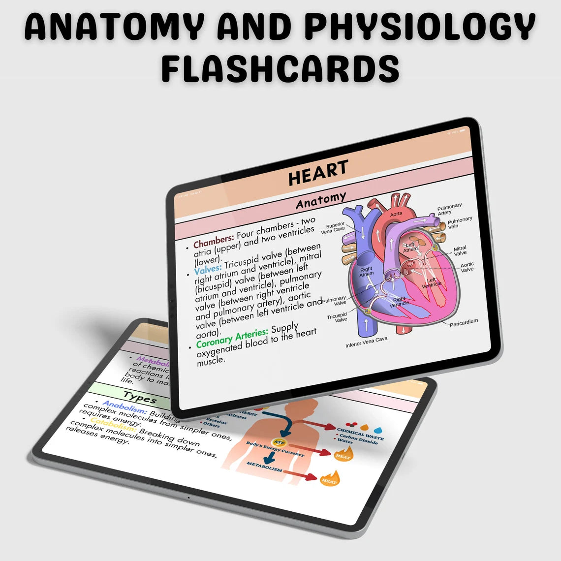 200+ Anatomy and Physiology Flashcards | Nursing Notes | Digital Download