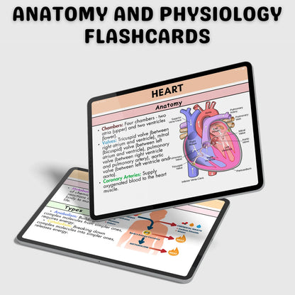 200+ Anatomy and Physiology Flashcards | Nursing Notes | Digital Download